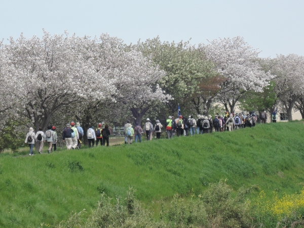 Kenkoka Walk Sakura